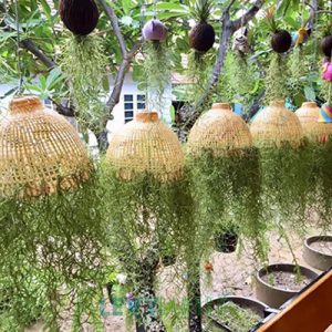 Đèn mây tre đan thả trần trang trí quán bún đậu - DMT307 - Bamboo Lighting
